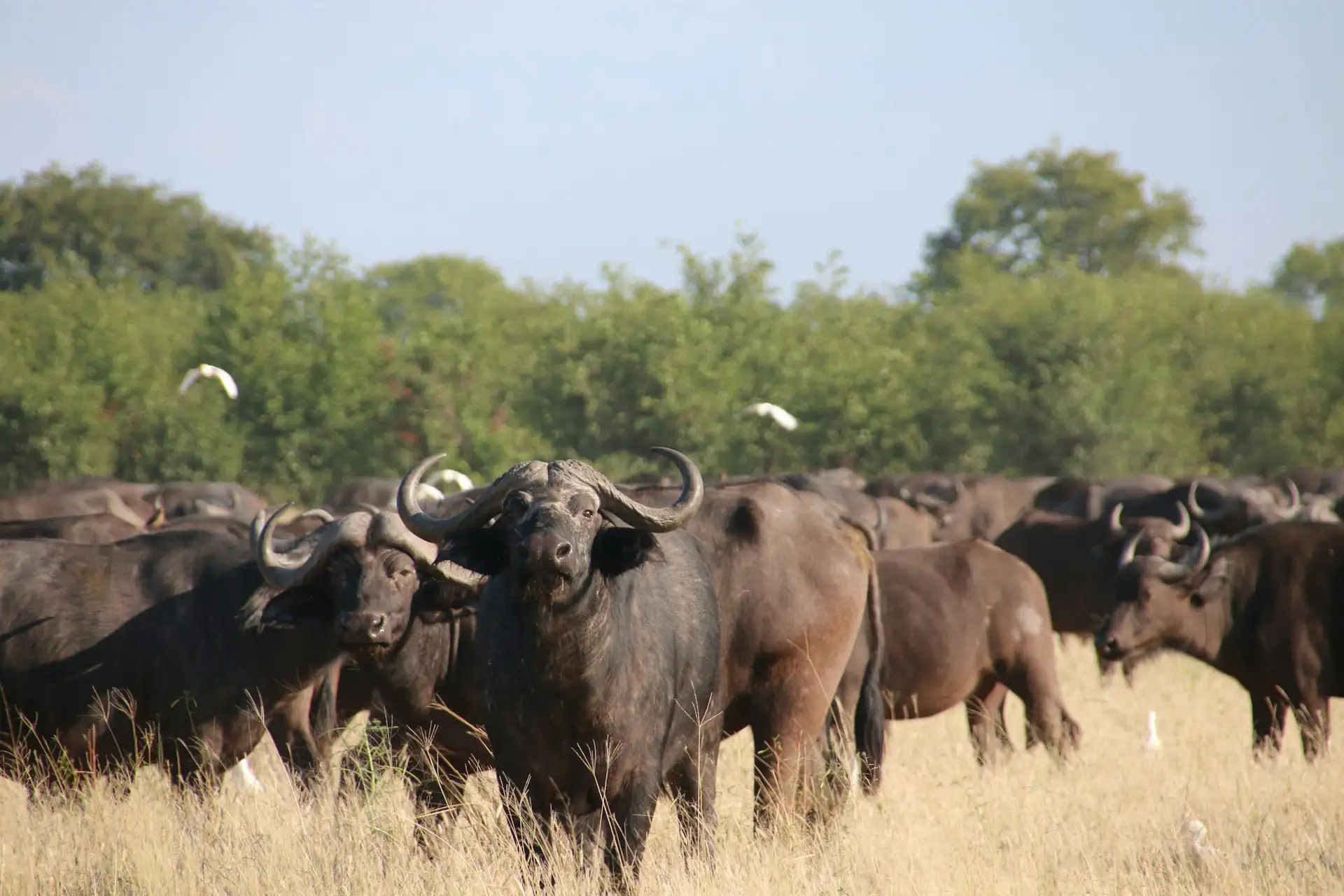 Okavango Delta